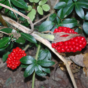 Arisaema triphyllum